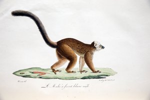 White-headed Lemur, from Histoire Naturelle des Mammifères, with original figures, by Étienne Geoffroy Saint-Hilaire & Frédéric Cuvier, 1824-42 by French School